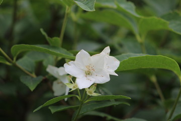 white flower in garden