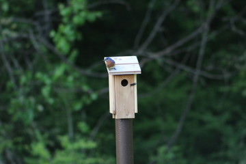 Bluebird on birdhouse