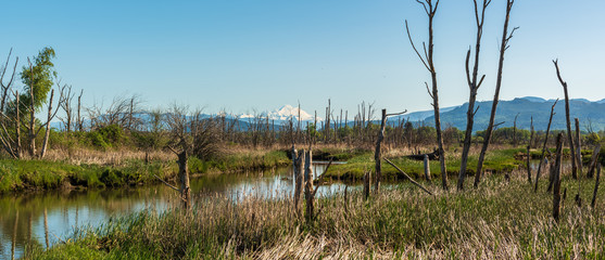 Panorama of the Skagit Wildlife Area in Springtime with Mount Baker in the Background