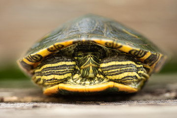 Frontal view of a red eared slider with distinct colors and patterns