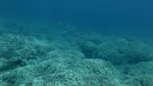 School of fish swimming above bottom covered with brown algae. Saddled Seabream, Saddle bream or Oblade (Oblada melanura) Mediterranean Sea