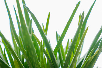 Aloe vera is tropical green plants tolerate hot weather. A close up of green leaves, aloe vera. Aloe vera is a very useful herbal medicine for skin care and hair care that can be used as treatment.