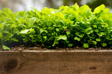 A lush garden of home grown greens. 