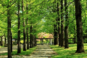公園の並木道