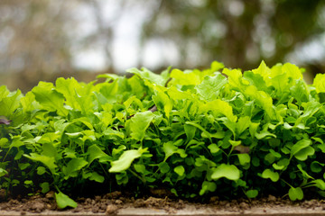 A lush garden of home grown greens. 