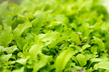 A lush garden of home grown greens. 