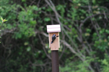 Bluebird looking at babies