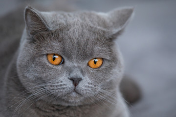 Cat breed British Blue is on the armchair