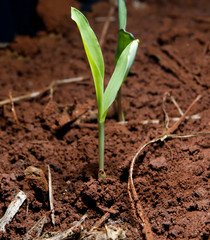 Germinação de Milho