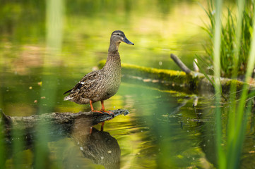 Mallard Duck, wild duck shooting outdoors