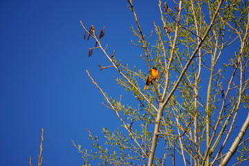 Hooded Oriole orange colored bird perched on tree