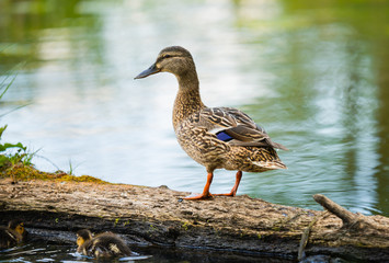 Mallard Duck, wild duck shooting outdoors