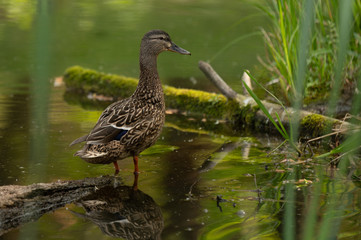 Mallard Duck, wild duck shooting outdoors