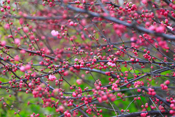 beautiful flowering plum ，in the garden