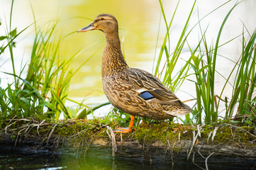 Mallard Duck, wild duck shooting outdoors