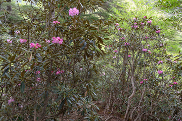 アズマシャクナゲ