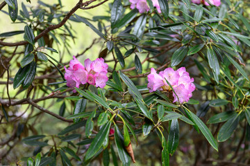 アズマシャクナゲ