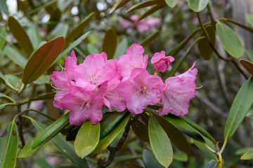 アズマシャクナゲ