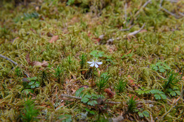 バイカオウレン