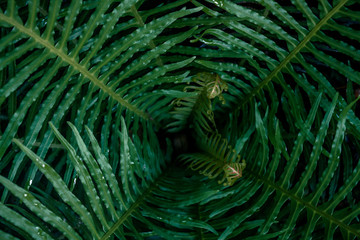 green fern leaves