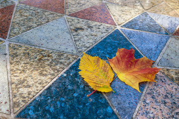 Fallen autumn leaves on a decorative polished tile on a sunny day. Natural granite triangular tile of different colors with yellow leaves of maple, hazel or alder.