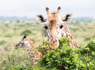 Giraffe as seen on safari in Nairobi Kenya in May 2020