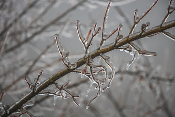 frozen plants