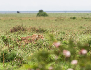 Lioness watching over her cubs in Nairobi National Park in May 2019