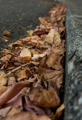 Fallen autumn leaves