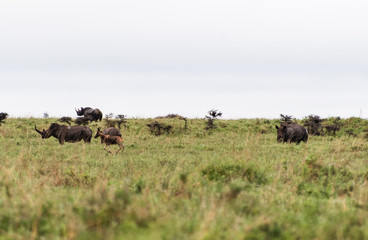 Rhino family in Nairobi National Park in May 2019