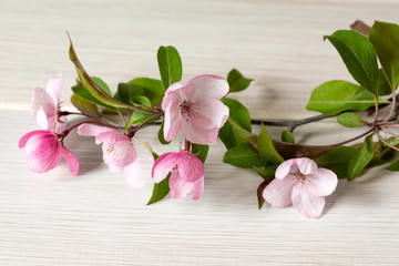 Pink flowers of a decorative apple tree on a light wooden table. Image for the design of congratulations, calendar on the theme of spring