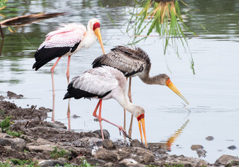 Yellow billed storks in Nairobi National Park in Mary 2019