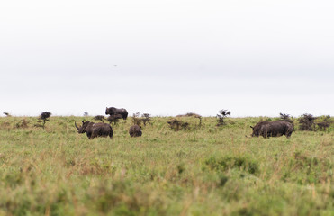 Rhino family in Nairobi National Park in May 2019