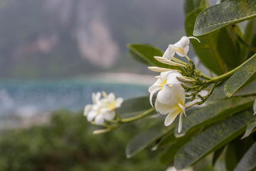 Wild white flower at tropical garden in Thailand