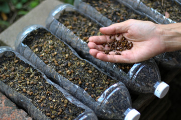 Seeds in hand for growing in plsatic pots. Recycle pots. Work at home concept.