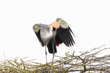 Regal crested crane sighting in Nairobi National Park in May 2019