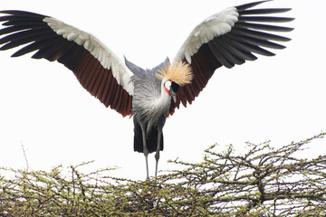 Regal crested crane sighting in Nairobi National Park in May 2019