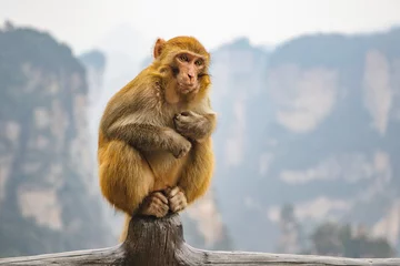 Gardinen Affe chinese monkey in zhangjiajie park   © tony