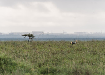 Regal crested crane sighting in Nairobi National Park in May 2019