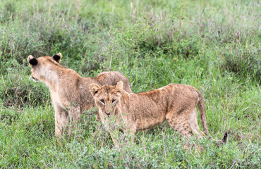 Lion family playing in Nairobi National Park in May 2019