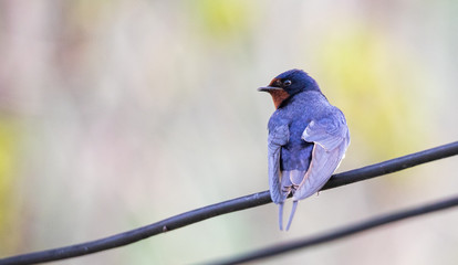 barn swallow on a wire