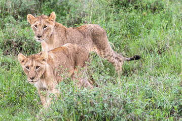 Naklejka na ściany i meble Lion family playing in Nairobi National Park in May 2019