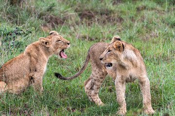 Fototapeta na wymiar Lion family playing in Nairobi National Park in May 2019