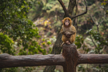 chinese monkey in zhangjiajie park 