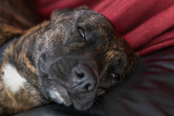 Sleepy face