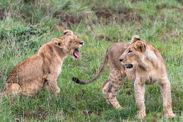 Lion family playing in Nairobi National Park in May 2019