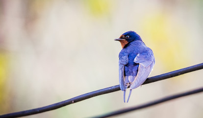 barn swallow on a wire