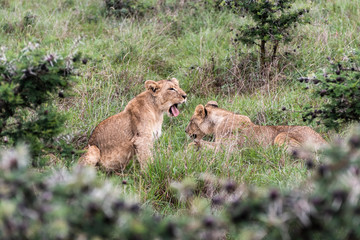 Lion family playing in Nairobi National Park in May 2019