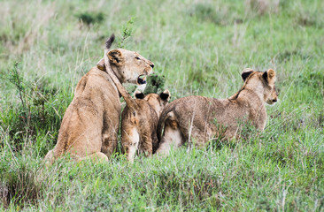 Fototapeta na wymiar Lion family playing in Nairobi National Park in May 2019