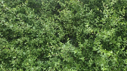 Fototapeta na wymiar Small leaves of pittosporum hedge close up. Cottage garden background.